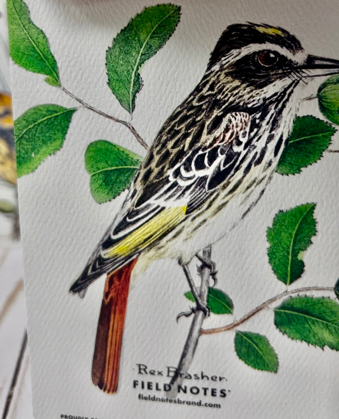 Field Notes “The Birds and Trees of North America” Pack “B”, set of 3 ruled notebooks